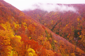 紅葉の山