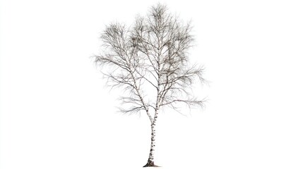 Fototapeta premium Winter Birch Tree, Isolated, White Background, Nature
