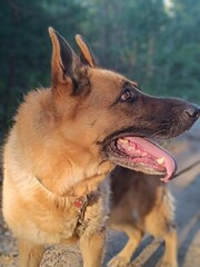 A German Shepherd is walking in thA German Shepherd is walking in the forest.
