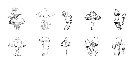Obraz premium Mushroom sketch doodle drawing, fantasy forest line plant. Set botanical hand drawn mushrooms. Tattoo sign Linear.