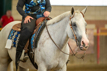 Grey quarter horse potrait