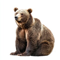 Obraz premium Bear isolated on white