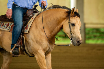 Reining buckskin quarter horse stallion at a competition
