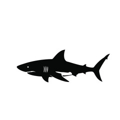 shark vector illustration