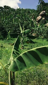 Vegetation in a field near a hill in the jungle