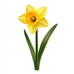 Obraz premium Bright yellow daffodil with green stem isolated on white