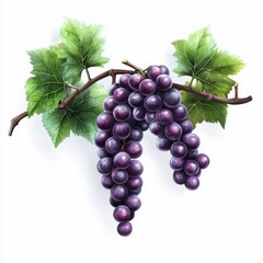 Fototapeta premium Grape vine isolated on white