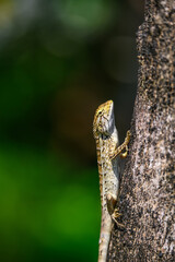 lizard on a tree