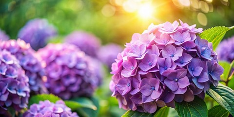 Fototapeta premium Lush Purple Hydrangea Blooms in Summer Sunlight - Selective Focus Stock Photo