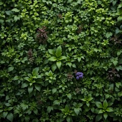Obraz premium Herb wall, Plant wall, Natural green wallpaper and background., AI generated.