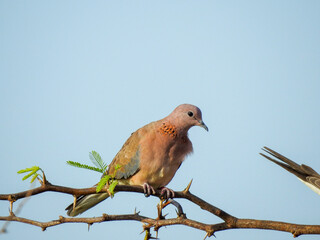 A light-brown, pinkish-toned pigeon sits on a thorny branch against a pale blue sky.