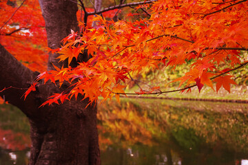 水面と秋の紅葉