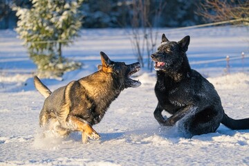 Beautiful DDR German Shepherd dogs play in a fairytale snowy landscape on a farm in Skaraborg...