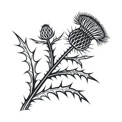 Scottish thistle vector Line art in celtic style flower illustration