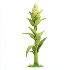 Obraz premium Corn stalk isolated on white