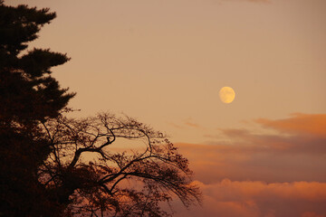 夕方の月と松