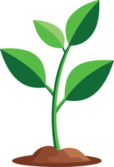 young plant vector, vector and illustration, vector style
