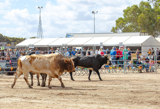 Rodeo Bull Ride in South Australia, the event showcases some of the super-fit bucking bulls