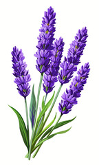Obraz premium An elegant arrangement of lavender blooms with delicate petals and slender leaves set against a clean white background.