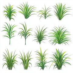 Fototapeta premium Various types of ornamental grass displayed on a white background