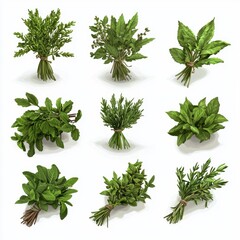 Obraz premium Selection of organic herbs tied in small bundles isolated on white