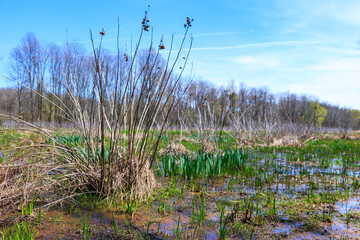 Young green vegetation on marshy ground near forest in early spring, View from River road, Hillsborough, NJ