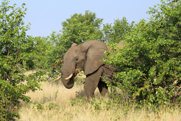 Fototapeta premium Afrikanischer Elefant / African elephant / Loxodonta africana