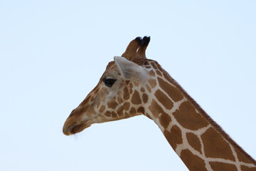 portrait of a giraffe