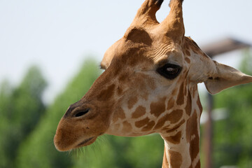 Naklejka premium portrait of a giraffe