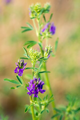 Luzerne (Medicago sativa)	