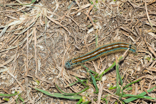 Raupe des Ringelspinner (Malacosoma neustria)	