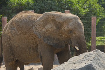 elephant in the zoo