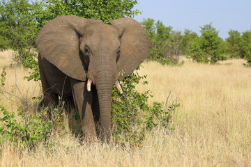 Fototapeta premium Afrikanischer Elefant / African elephant / Loxodonta africana