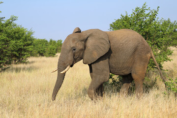 Obraz premium Afrikanischer Elefant / African elephant / Loxodonta africana