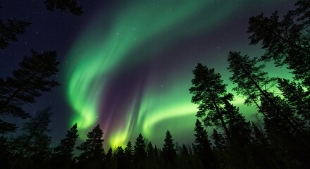 Stunning northern lights dance over forest at night