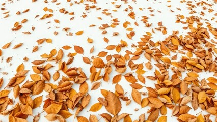 Described as a soft and feathery carpet of dry leaves on a pristine white canvas, serene landscape, gentle descent