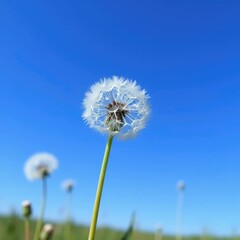 Fototapeta premium Delicate white dandelion blooms on a soft green stem against a blue sky, plant, white, sky
