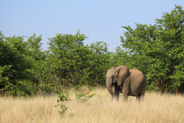 Obraz premium Afrikanischer Elefant / African elephant / Loxodonta africana