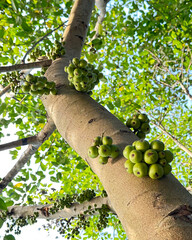tree in the garden,Closeup of immature cluster fig or red river fig (ficus racemosa) fruit
