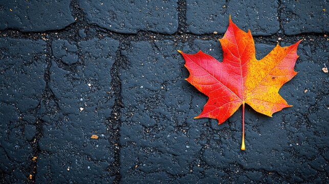 Vibrant Red and Yellow Maple Leaf on Dark Asphalt Background
