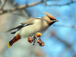 Waxwing perching on a wild crab apple and eating frozen fruits