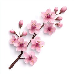 Blooming cherry blossom branch isolated on white