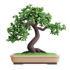 Bonsai tree isolated on white