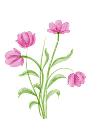 pink carnation flower illustration in watercolor artstyle 