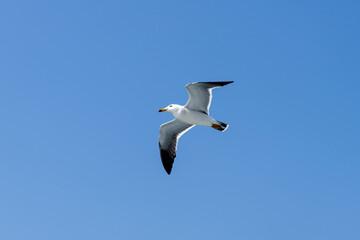low-angle view of the flying seagull