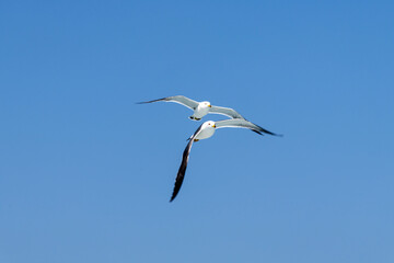 low-angle view of the flying seagull