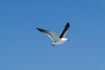 low-angle view of the flying seagull