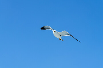low-angle view of the flying seagull