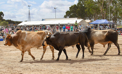 Rodeo Bull Ride in South Australia, the event showcases some of the super-fit bucking bulls