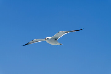 low-angle view of the flying seagull